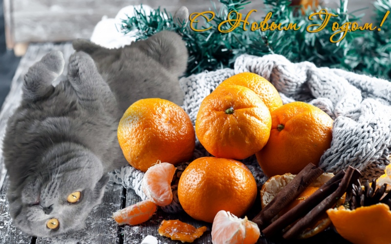 Кошки в нашей жизни. Кошки и все, что с ними связано.