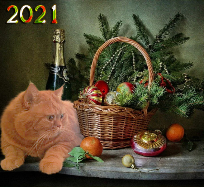 Кошки в нашей жизни. Кошки и все, что с ними связано.