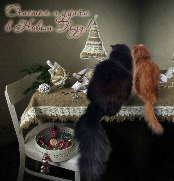 Кошки в нашей жизни. Кошки и все, что с ними связано.