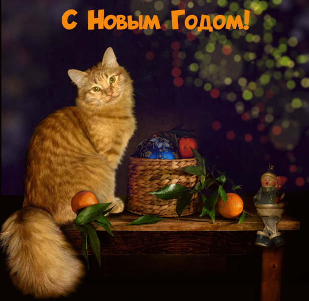 Кошки в нашей жизни. Кошки и все, что с ними связано.