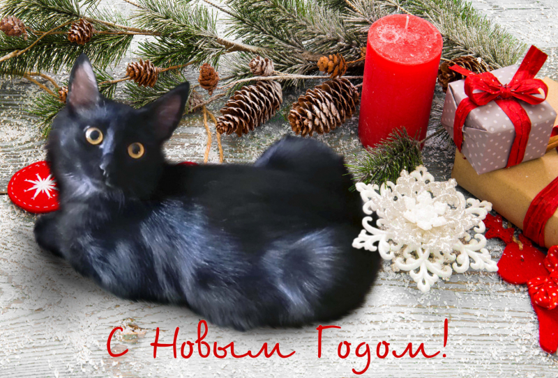 Кошки в нашей жизни. Кошки и все, что с ними связано.