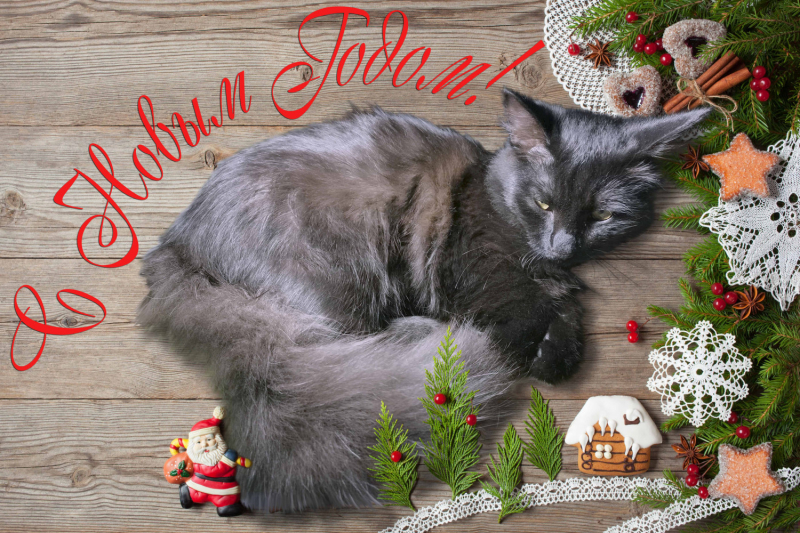 Кошки в нашей жизни. Кошки и все, что с ними связано.