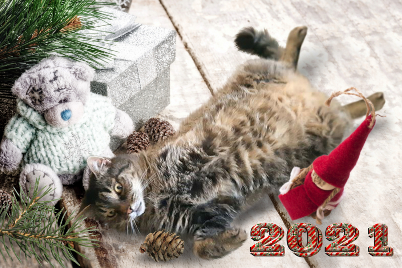 Кошки в нашей жизни. Кошки и все, что с ними связано.