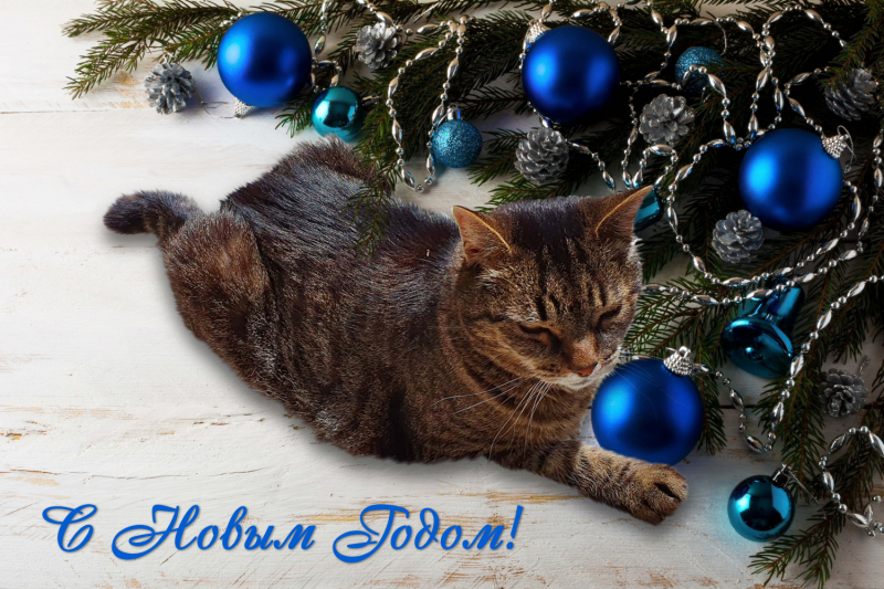 Кошки в нашей жизни. Кошки и все, что с ними связано.