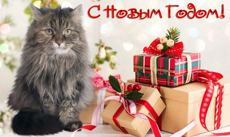 Кошки в нашей жизни. Кошки и все, что с ними связано.