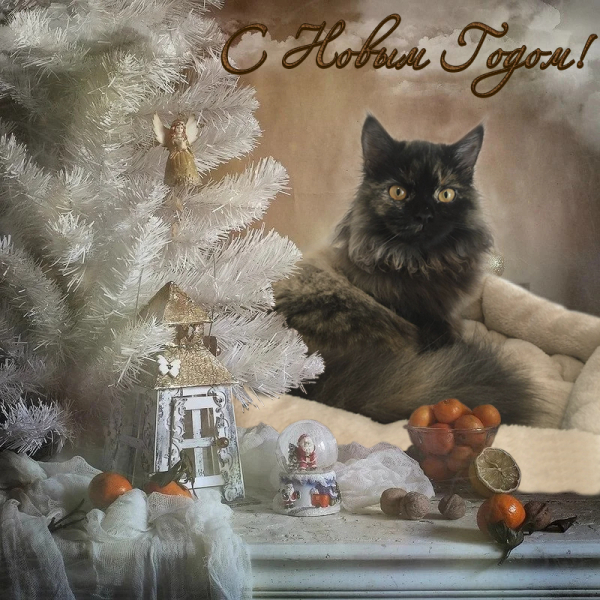 Кошки в нашей жизни. Кошки и все, что с ними связано.