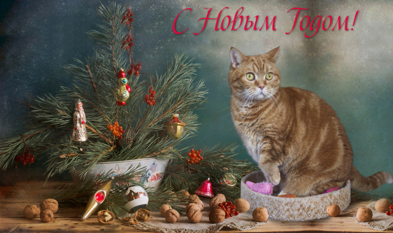 Кошки в нашей жизни. Кошки и все, что с ними связано.