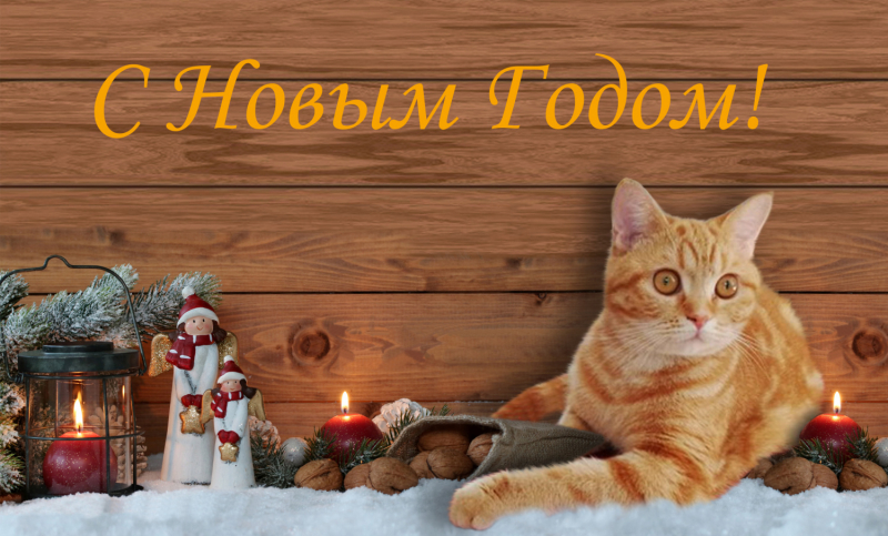 Кошки в нашей жизни. Кошки и все, что с ними связано.