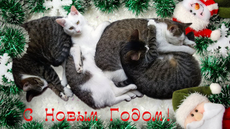 Кошки в нашей жизни. Кошки и все, что с ними связано.