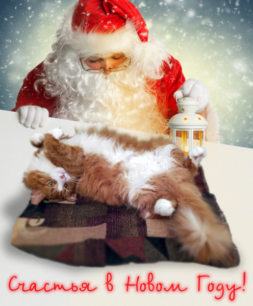 Кошки в нашей жизни. Кошки и все, что с ними связано.