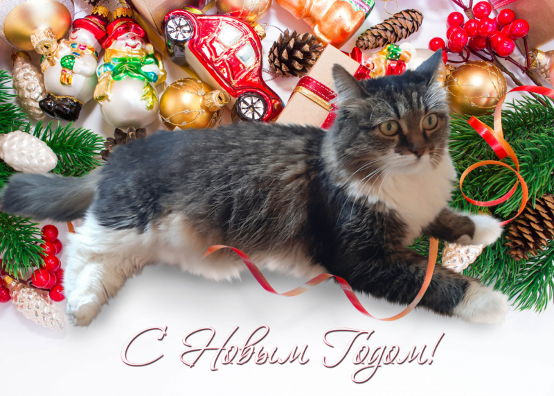 Кошки в нашей жизни. Кошки и все, что с ними связано.