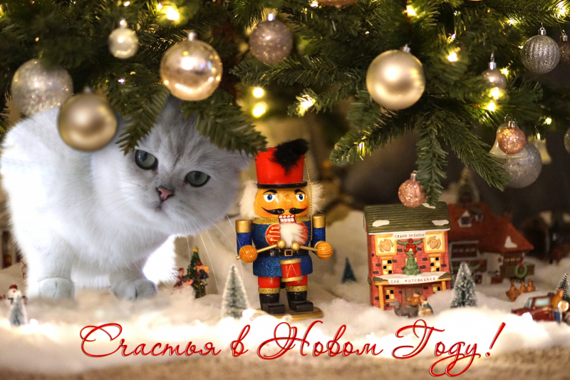 Кошки в нашей жизни. Кошки и все, что с ними связано.