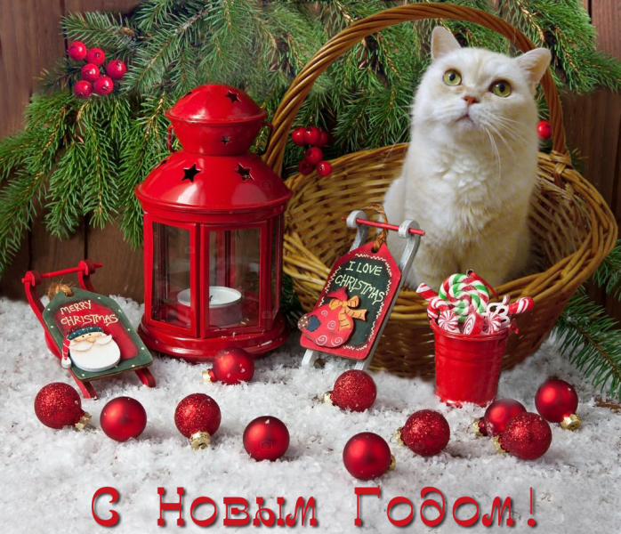 Кошки в нашей жизни. Кошки и все, что с ними связано.