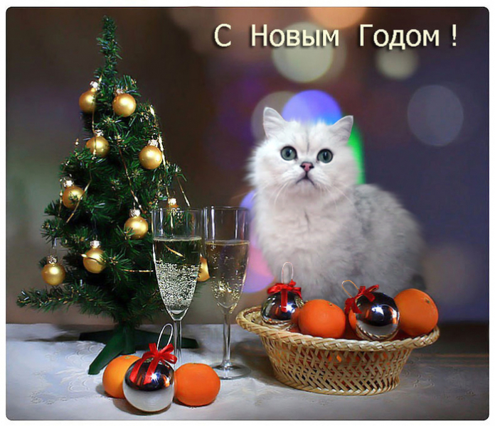 Кошки в нашей жизни. Кошки и все, что с ними связано.