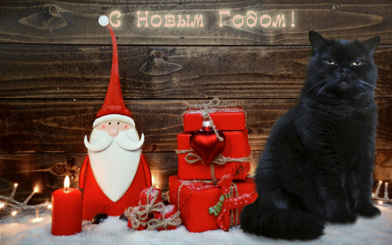 Кошки в нашей жизни. Кошки и все, что с ними связано.