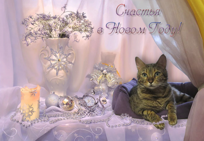 Кошки в нашей жизни. Кошки и все, что с ними связано.