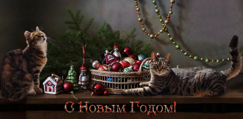 Кошки в нашей жизни. Кошки и все, что с ними связано.