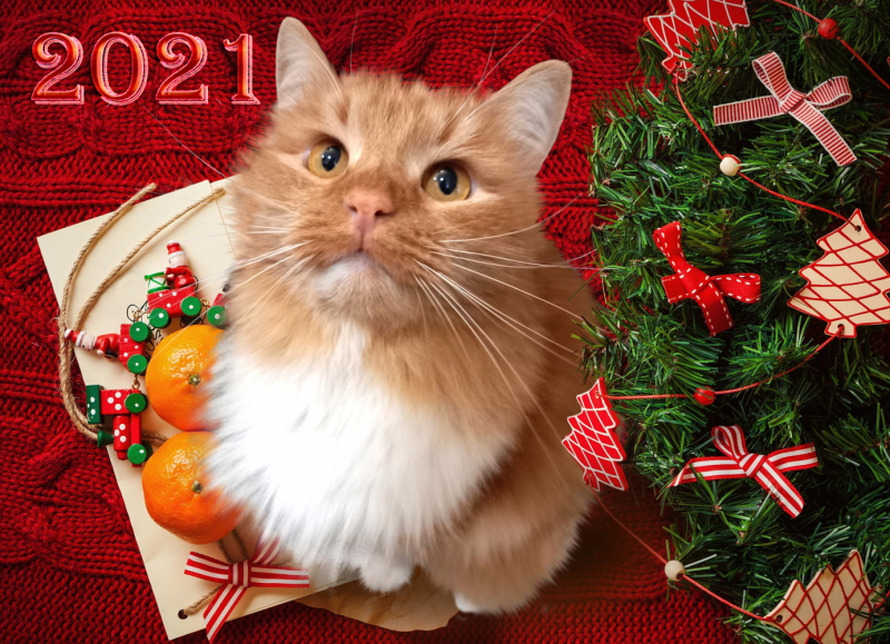 Кошки в нашей жизни. Кошки и все, что с ними связано.