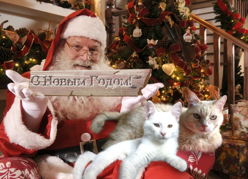 Кошки в нашей жизни. Кошки и все, что с ними связано.