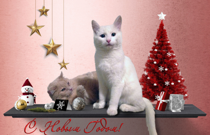 Кошки в нашей жизни. Кошки и все, что с ними связано.