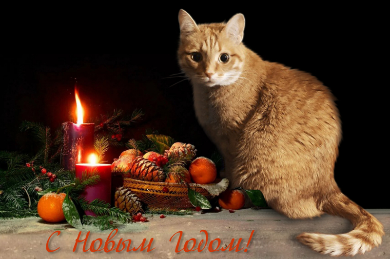 Кошки в нашей жизни. Кошки и все, что с ними связано.