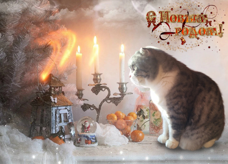 Кошки в нашей жизни. Кошки и все, что с ними связано.