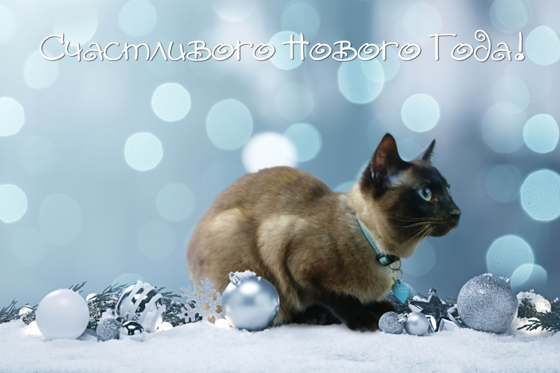 Кошки в нашей жизни. Кошки и все, что с ними связано.