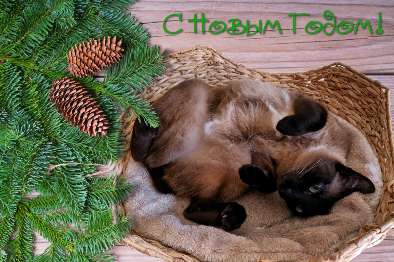 Кошки в нашей жизни. Кошки и все, что с ними связано.