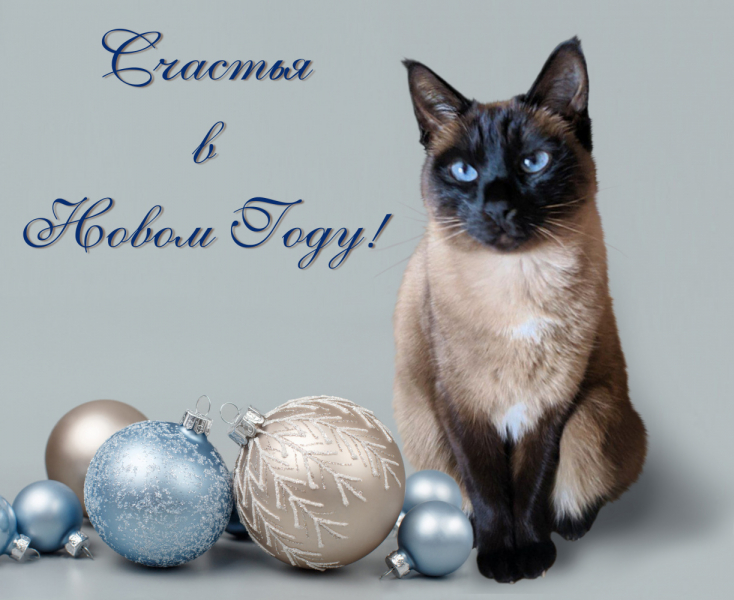 Кошки в нашей жизни. Кошки и все, что с ними связано.