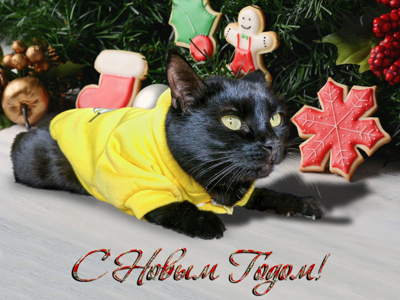 Кошки в нашей жизни. Кошки и все, что с ними связано.