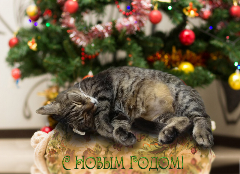 Кошки в нашей жизни. Кошки и все, что с ними связано.