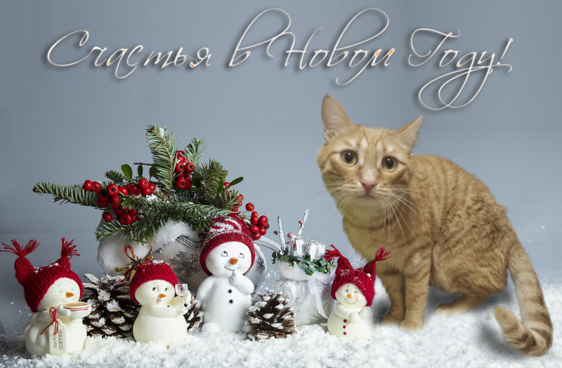 Кошки в нашей жизни. Кошки и все, что с ними связано.