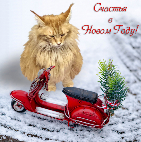 Кошки в нашей жизни. Кошки и все, что с ними связано.