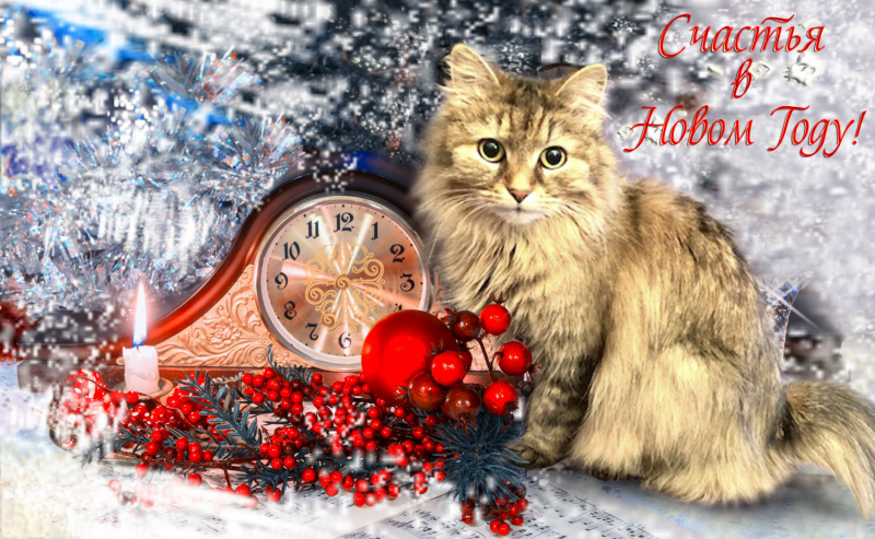 Кошки в нашей жизни. Кошки и все, что с ними связано.