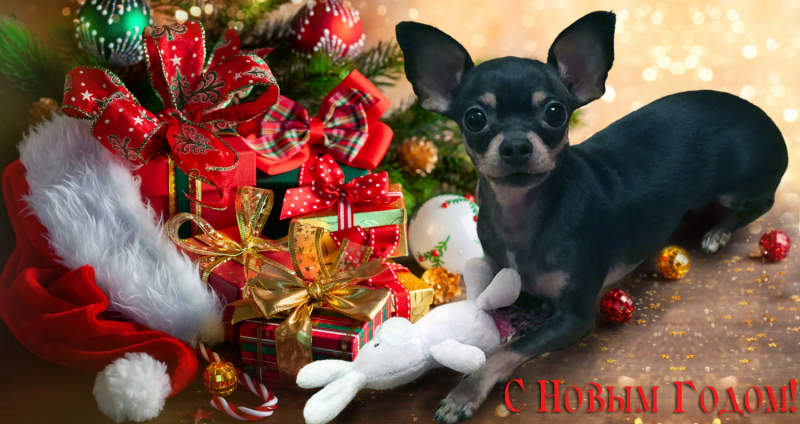 Кошки в нашей жизни. Кошки и все, что с ними связано.