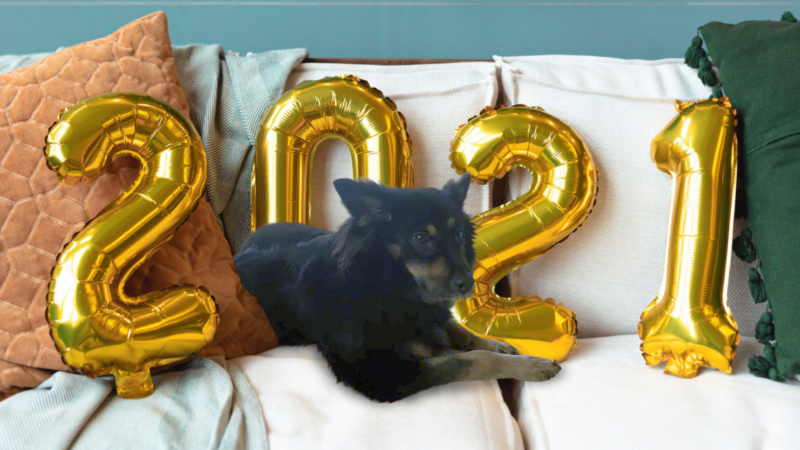 Кошки в нашей жизни. Кошки и все, что с ними связано.