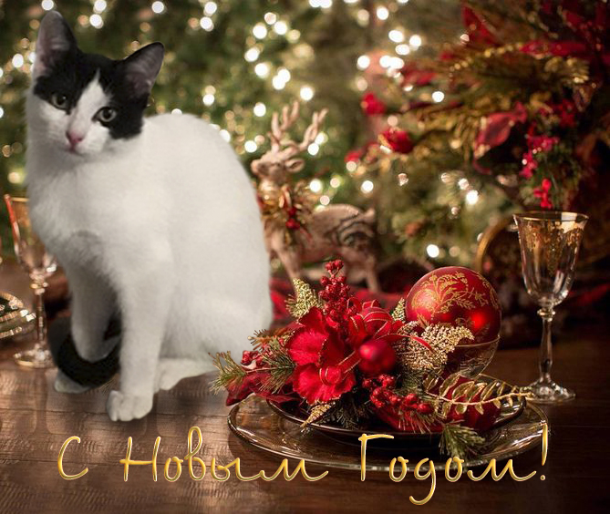 Кошки в нашей жизни. Кошки и все, что с ними связано.