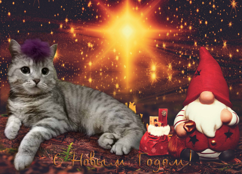 Кошки в нашей жизни. Кошки и все, что с ними связано.