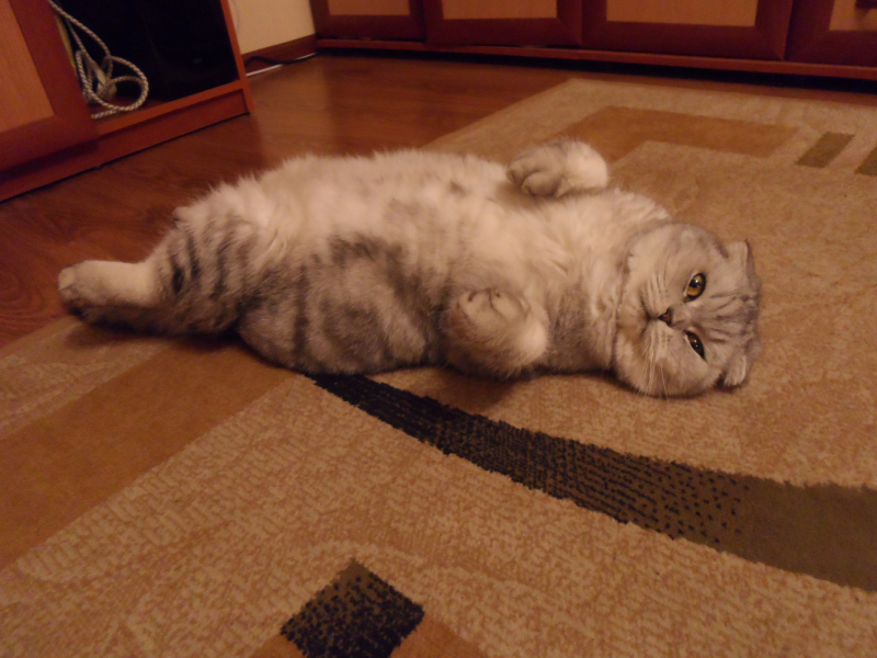 Кошки в нашей жизни. Кошки и все, что с ними связано.