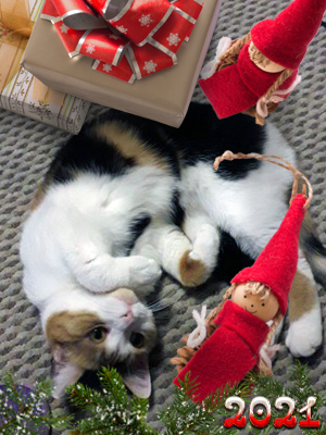 Кошки в нашей жизни. Кошки и все, что с ними связано.