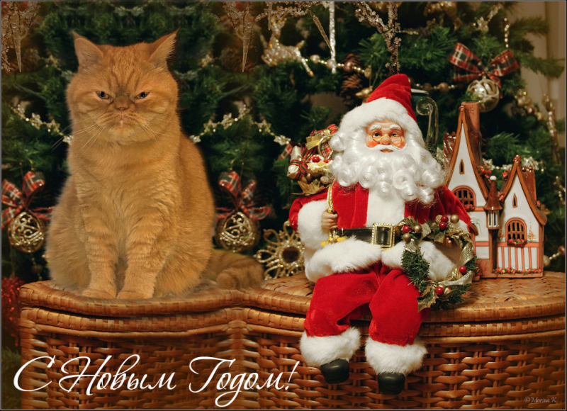 Кошки в нашей жизни. Кошки и все, что с ними связано.