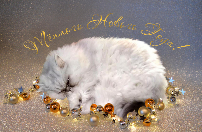 Кошки в нашей жизни. Кошки и все, что с ними связано.