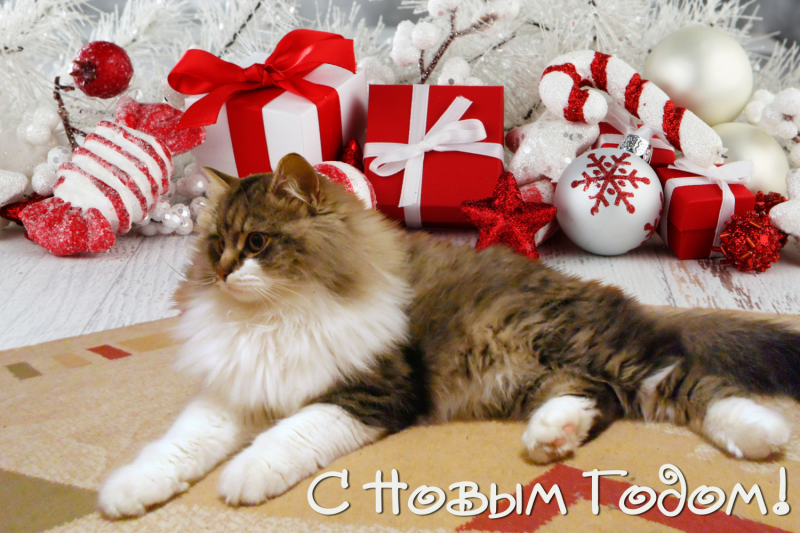 Кошки в нашей жизни. Кошки и все, что с ними связано.