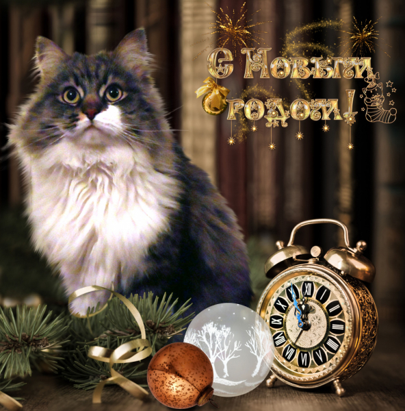 Кошки в нашей жизни. Кошки и все, что с ними связано.