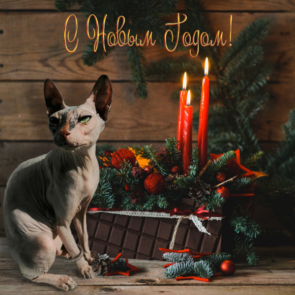 Кошки в нашей жизни. Кошки и все, что с ними связано.