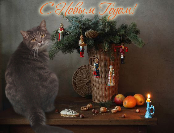 Кошки в нашей жизни. Кошки и все, что с ними связано.