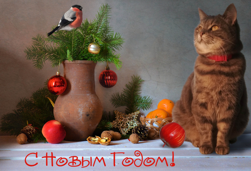 Кошки в нашей жизни. Кошки и все, что с ними связано.