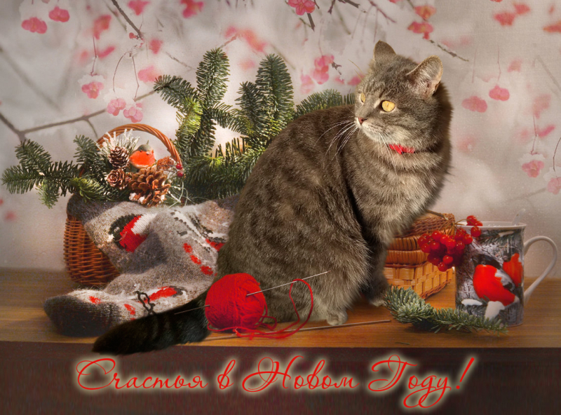 Кошки в нашей жизни. Кошки и все, что с ними связано.