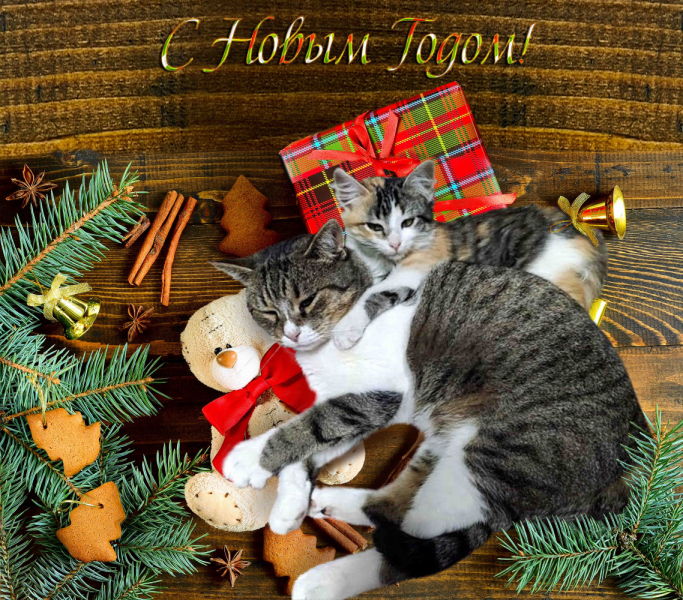 Кошки в нашей жизни. Кошки и все, что с ними связано.