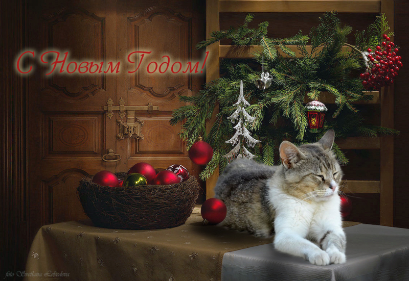 Кошки в нашей жизни. Кошки и все, что с ними связано.